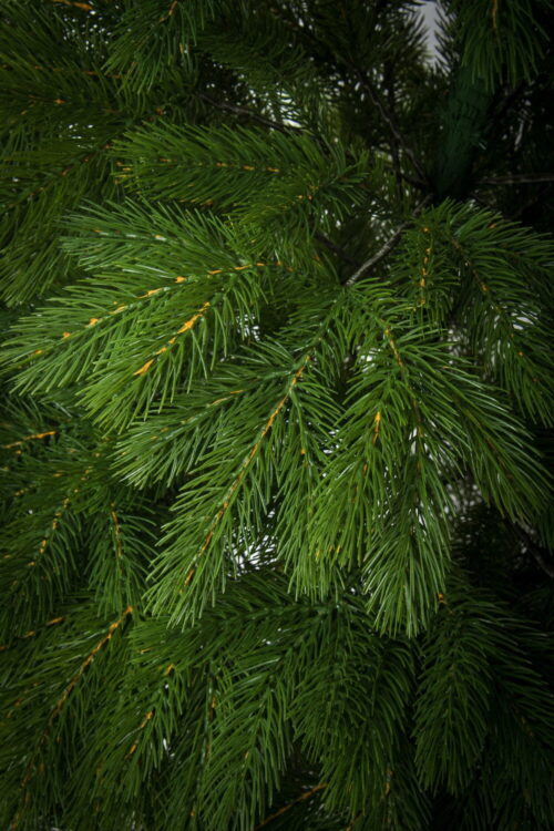 Royal Pine 1